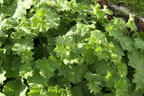 Großblättriger Frauenmantel - Alchemilla mollis