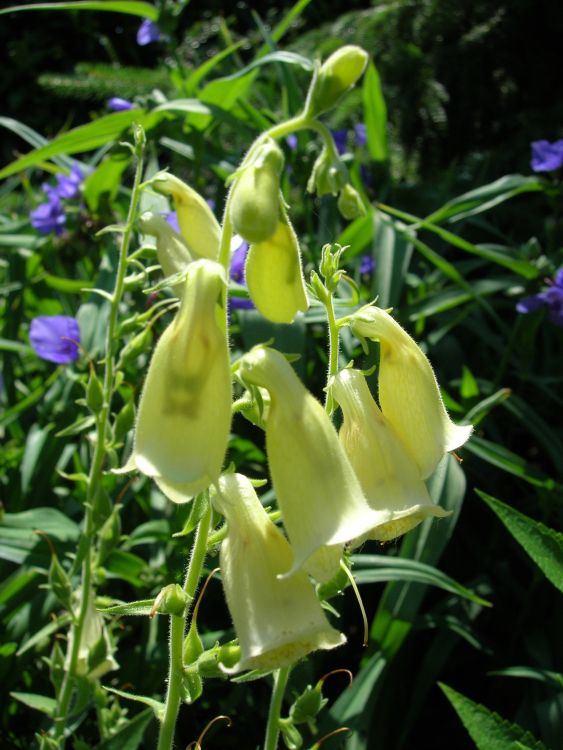 Weißblühender Fingerhut 'Alba' - Digitalis purpurea 'Alba'