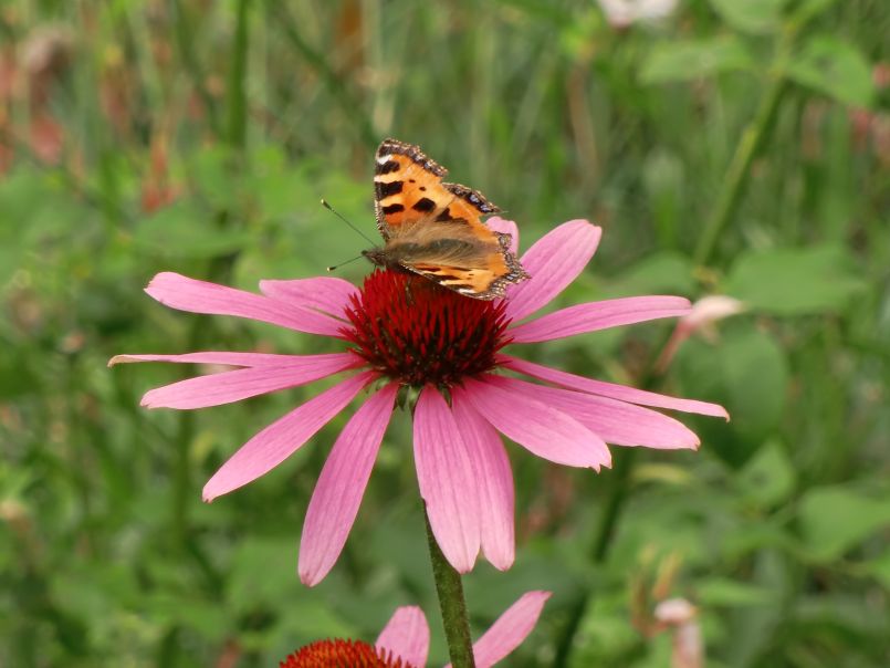 Purpurroter Scheinsonnenhut - Echinacea purpurea