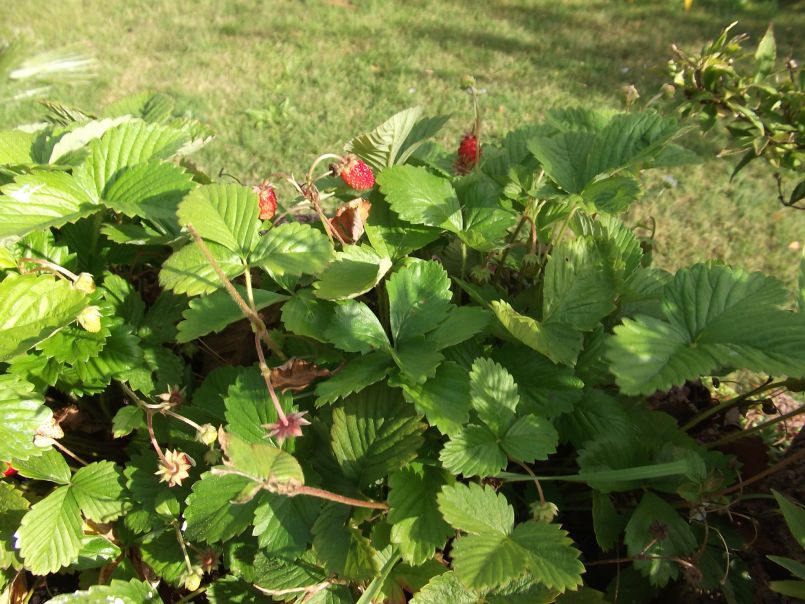 Wald-Erdbeere - Fragaria vesca var. vesca