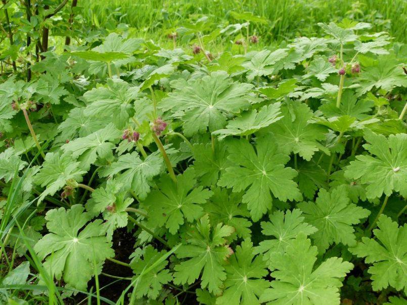 Felsen-Storchschnabel 'Spessart' - Geranium macrorrhizum 'Spessart'