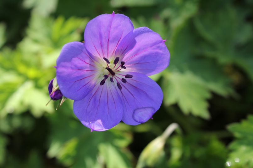 Storchschnabel 'Rozanne' ® - Geranium wallichianum 'Rozanne' ®