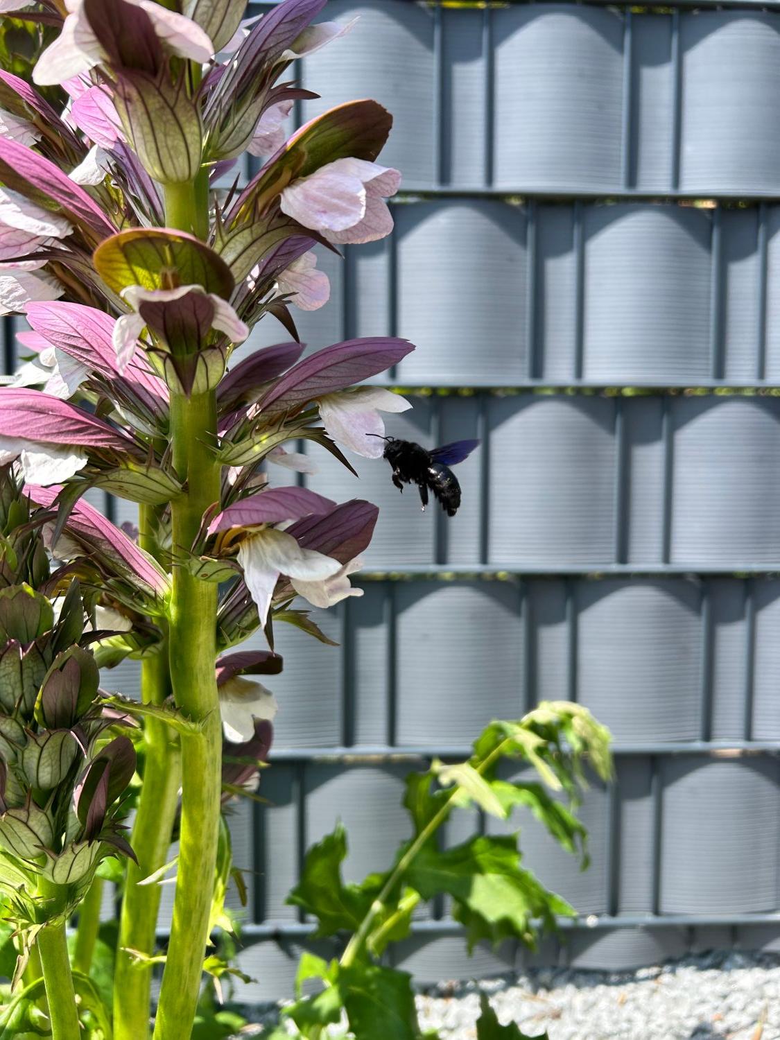 Balkan-Bärenklau 'White Lips' - Acanthus hungaricus 'White Lips'