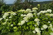 Ballhortensie 'Annabelle' - Hydrangea arborescens 'Annabelle'