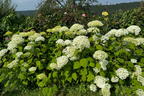 Ballhortensie 'Annabelle' - Hydrangea arborescens 'Annabelle'