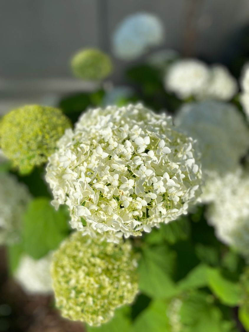 Ballhortensie 'Annabelle' - Hydrangea arborescens 'Annabelle'