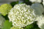 Ballhortensie 'Annabelle' - Hydrangea arborescens 'Annabelle'
