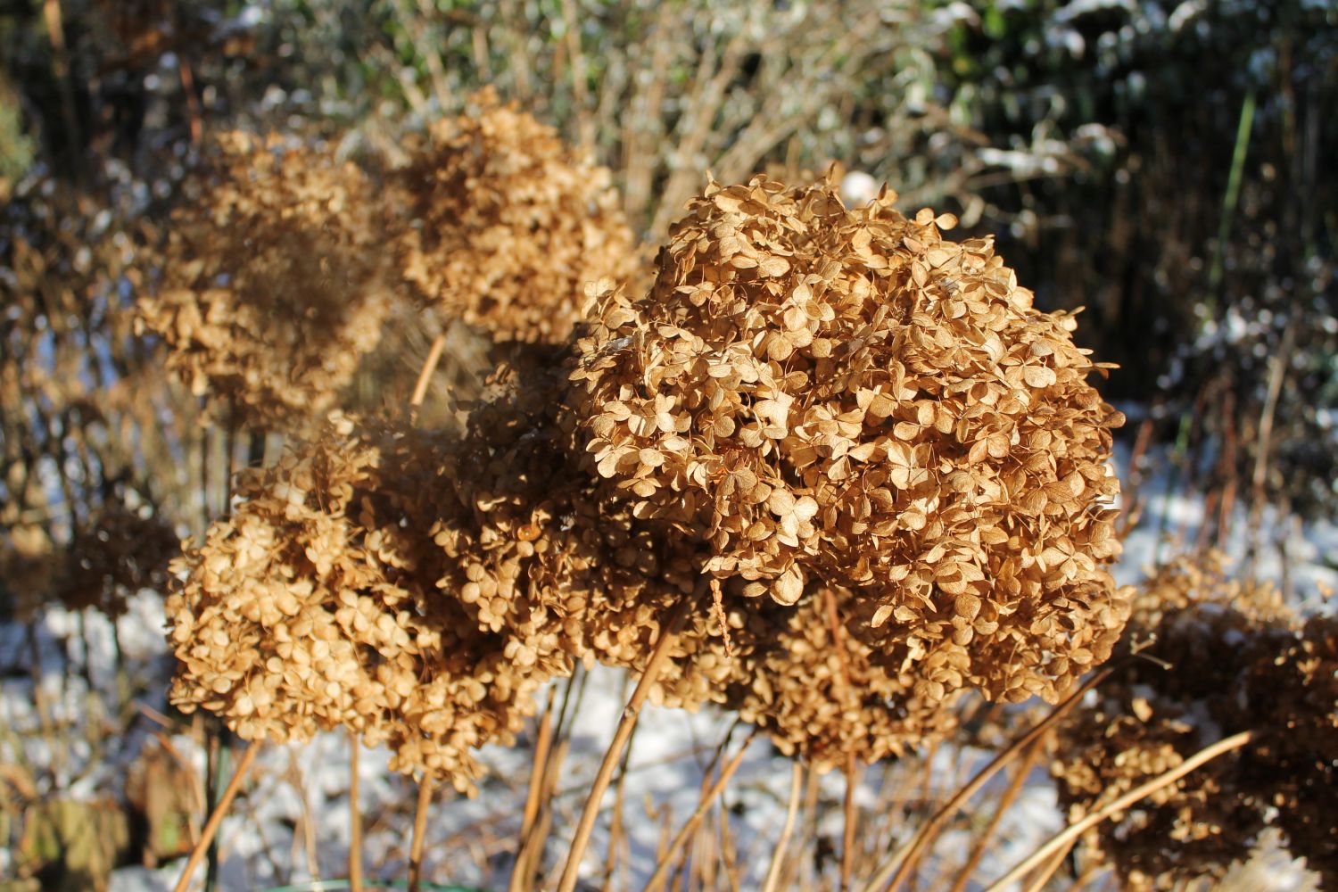 Ballhortensie 'Annabelle' - Hydrangea arborescens 'Annabelle'