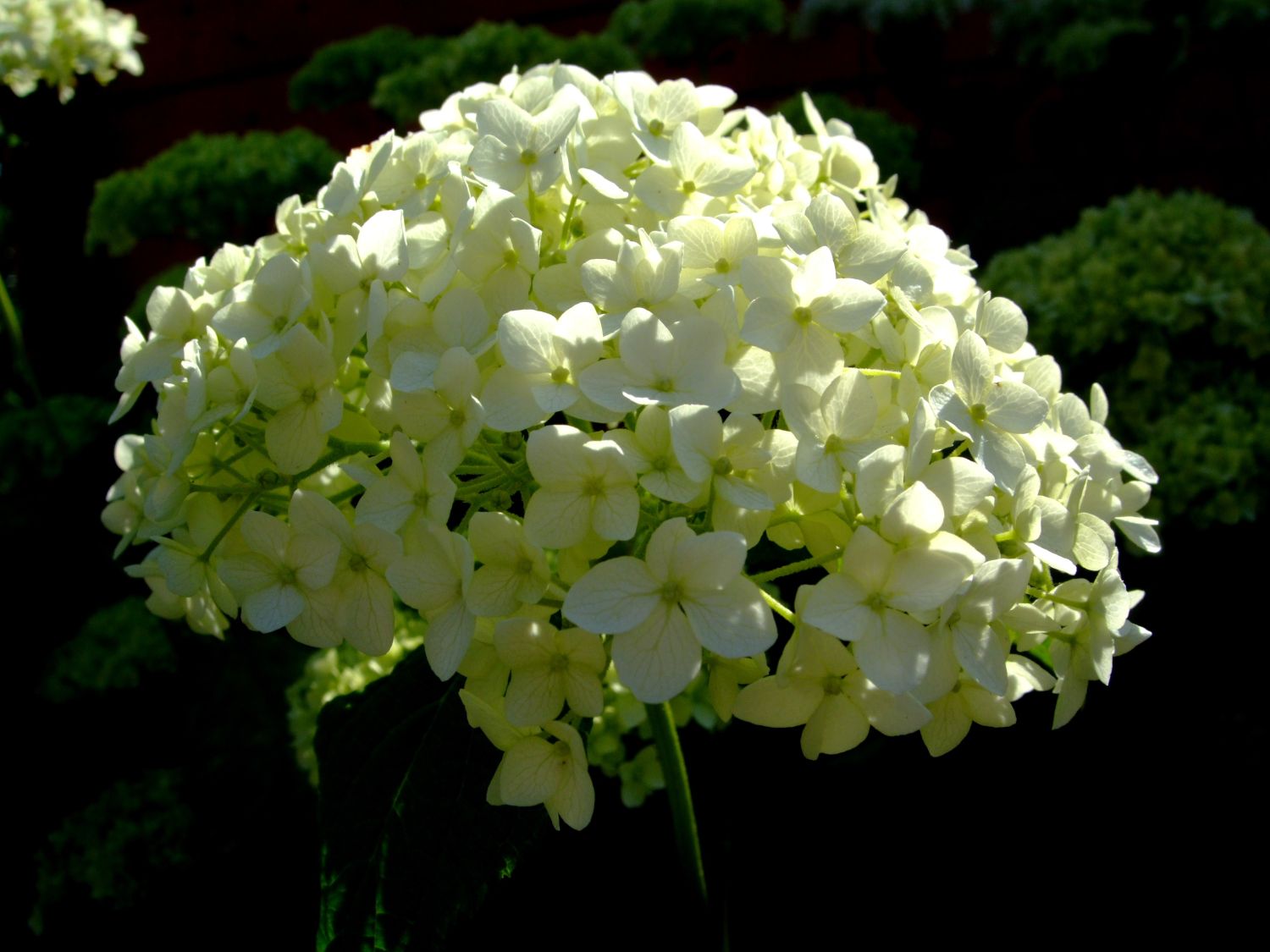 Ballhortensie 'Annabelle' - Hydrangea arborescens 'Annabelle'