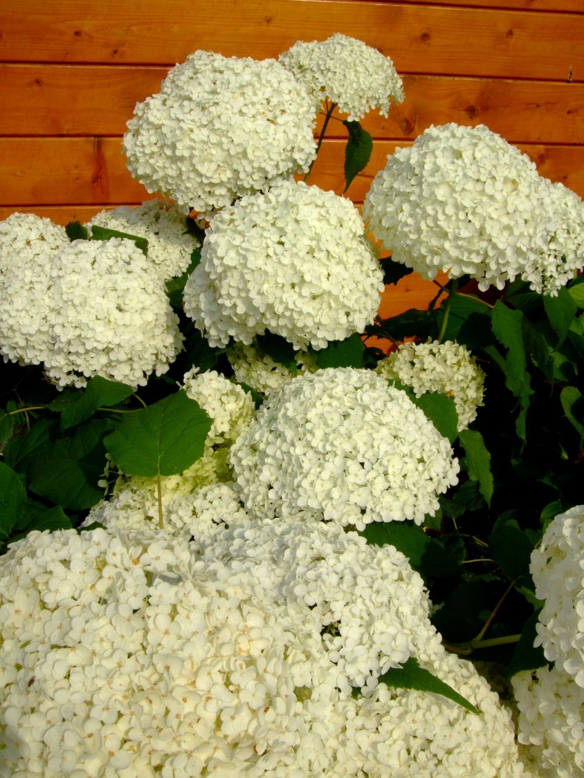 Ballhortensie 'Annabelle' - Hydrangea arborescens 'Annabelle'