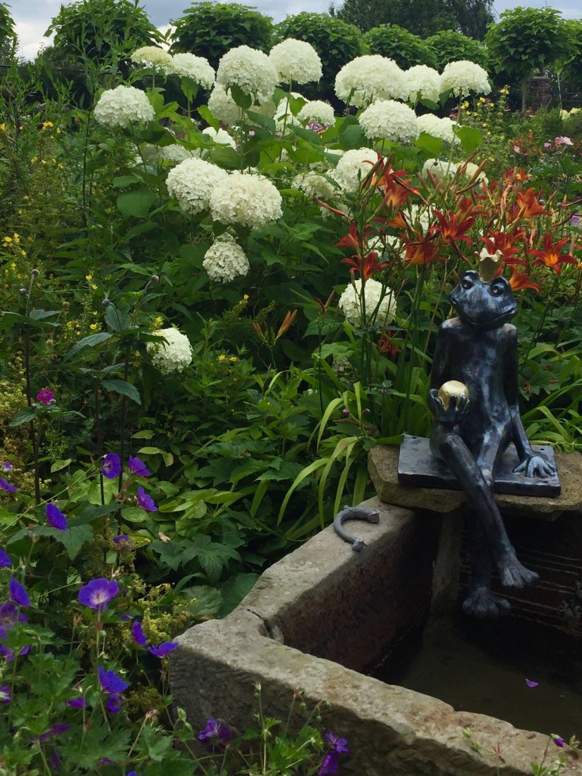 Ballhortensie 'Annabelle' - Hydrangea arborescens 'Annabelle'
