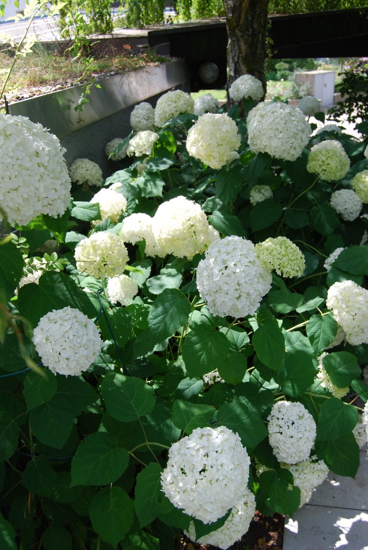 Ballhortensie 'Annabelle' - Hydrangea arborescens 'Annabelle'