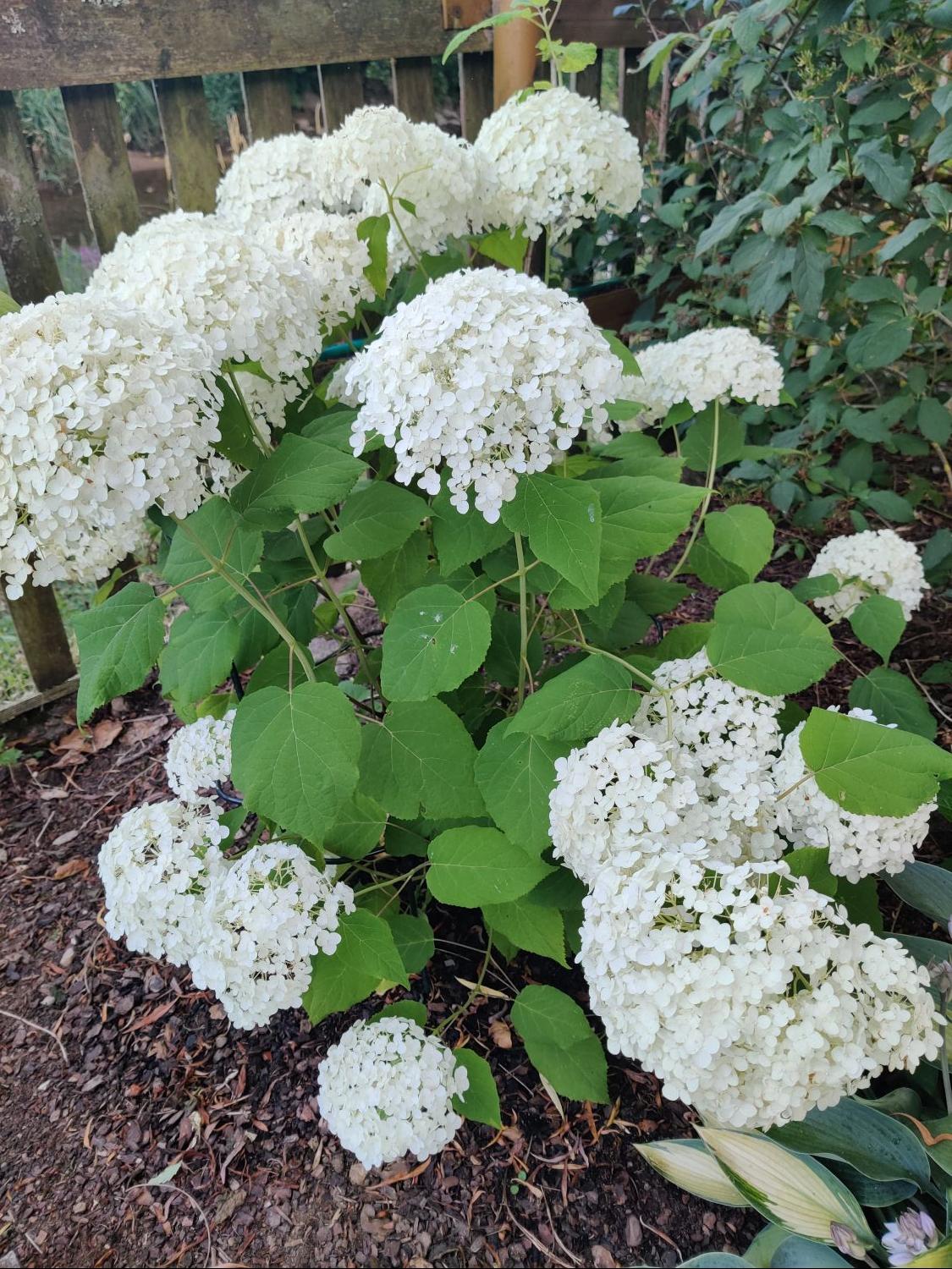 Ballhortensie 'Annabelle' - Hydrangea arborescens 'Annabelle'