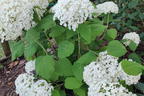 Ballhortensie 'Annabelle' - Hydrangea arborescens 'Annabelle'