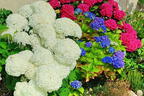Ballhortensie 'Annabelle' - Hydrangea arborescens 'Annabelle'