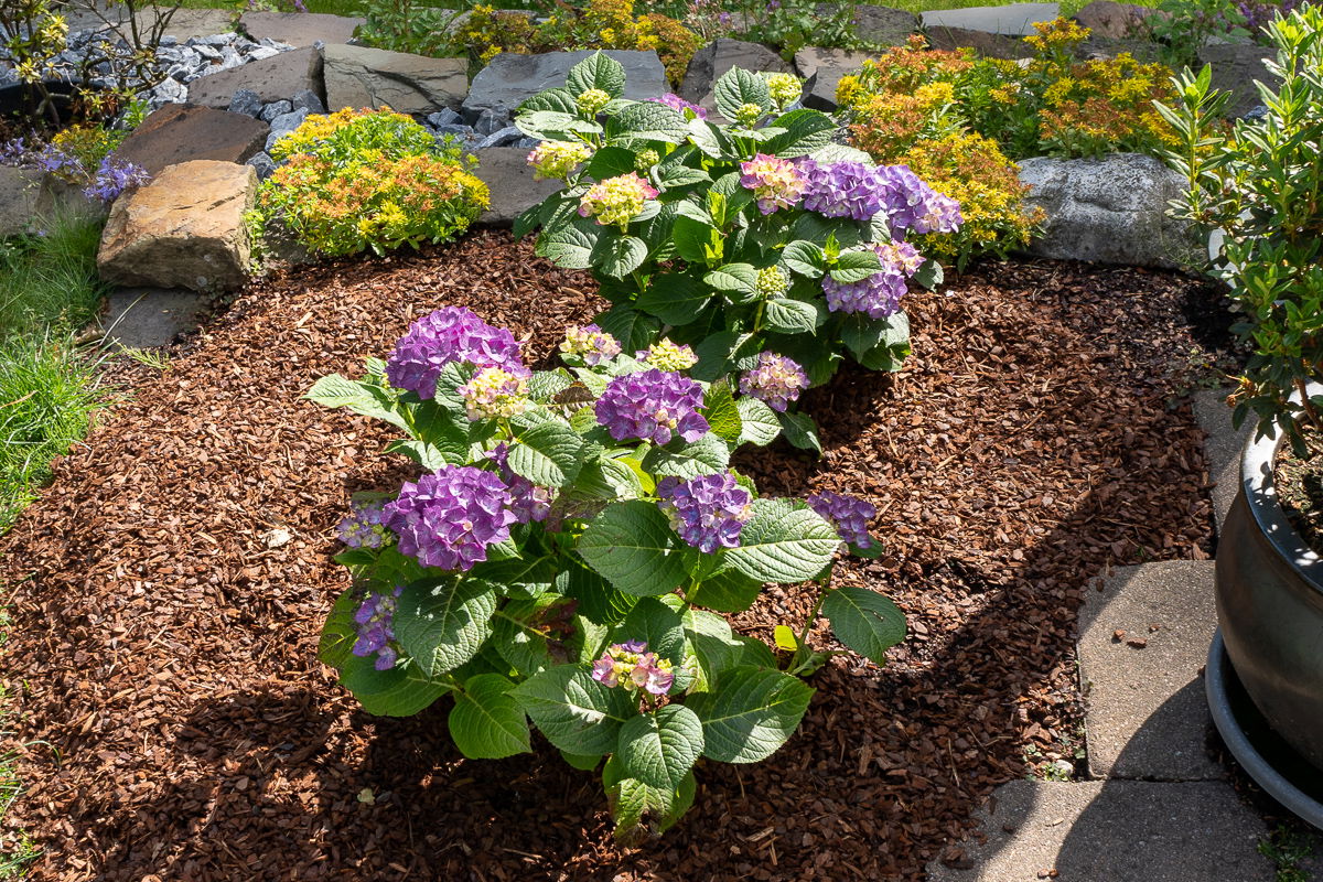 Ballhortensie 'Diva fiore' ® (Blau) - Hydrangea macrophylla 'Diva fiore' ® (Blau)
