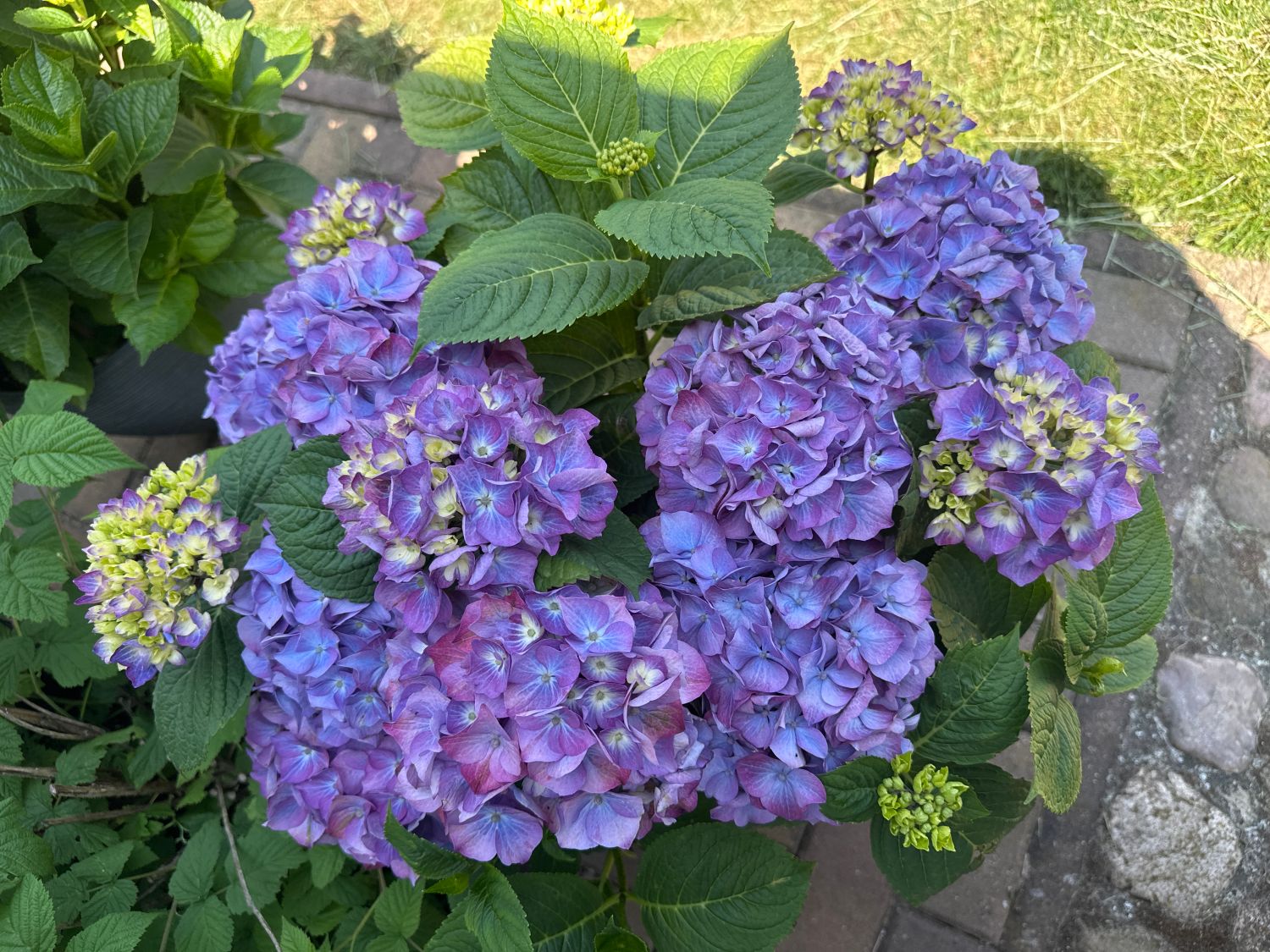 Ballhortensie 'Diva fiore' ® (Violet) - Hydrangea macrophylla 'Diva fiore' ® (Violet)