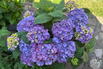 Ballhortensie 'Diva fiore' ® (Violet) - Hydrangea macrophylla 'Diva fiore' ® (Violet)