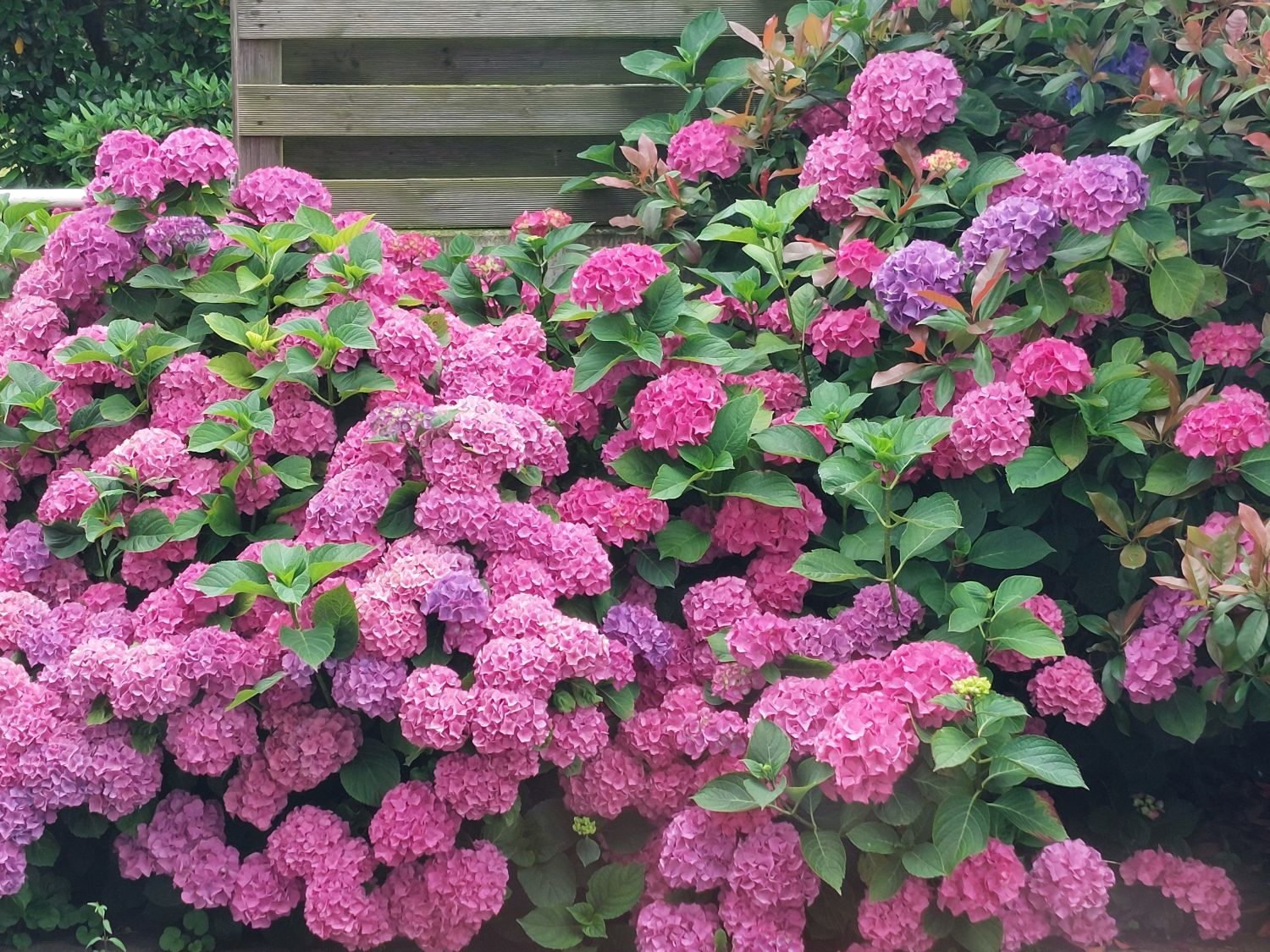 Ballhortensie 'L.A. Dreamin' ® - Hydrangea macrophylla 'L.A. Dreamin' ®