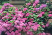 Ballhortensie 'L.A. Dreamin' ® - Hydrangea macrophylla 'L.A. Dreamin' ®