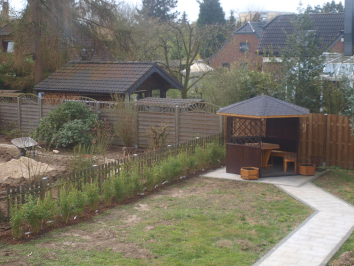 Bambus 'Jumbo' - Fargesia murieliae 'Jumbo'