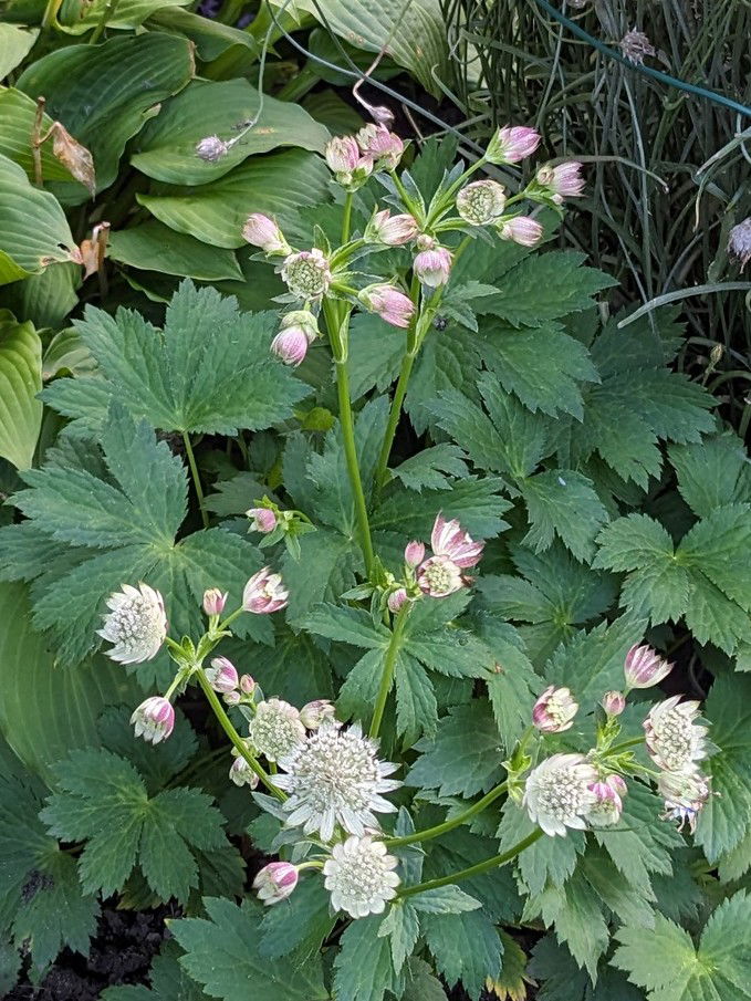 Bayerische Sterndolde - Astrantia bavarica