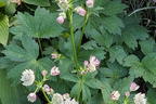 Bayerische Sterndolde - Astrantia bavarica