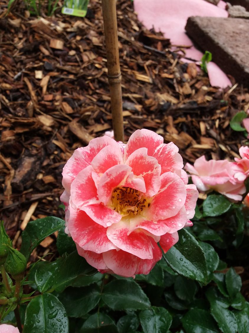 Beetrose 'Airbrush' ® - Rosa 'Airbrush' ®