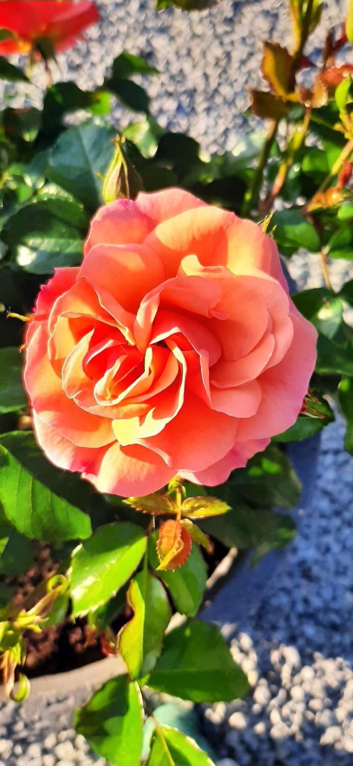 Beetrose 'Aprikola' ® - Rosa 'Aprikola' ®