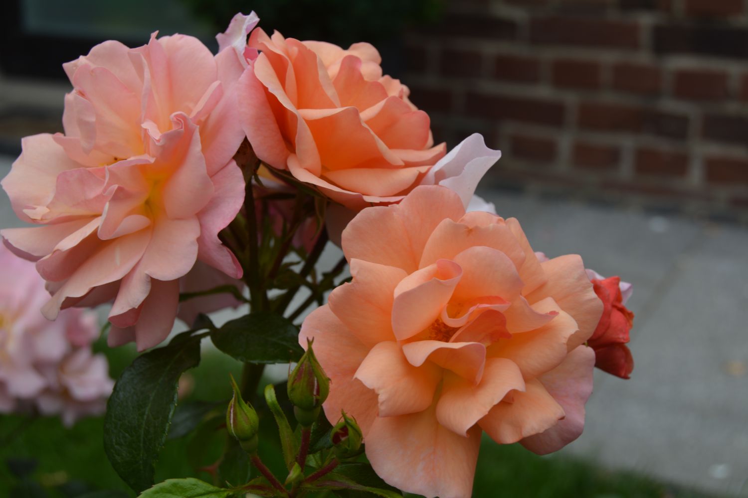 Beetrose 'Aprikola' ® - Rosa 'Aprikola' ®