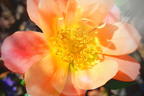 Bodendecker-Rose 'Bienenweide ® Apricot' - Rosa 'Bienenweide ® Apricot'