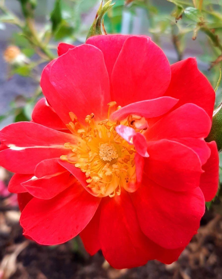 Bodendecker-Rose 'Bienenweide ® Hellrot' - Rosa 'Bienenweide ® Hellrot'