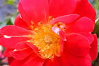 Bodendecker-Rose 'Bienenweide ® Hellrot' - Rosa 'Bienenweide ® Hellrot'
