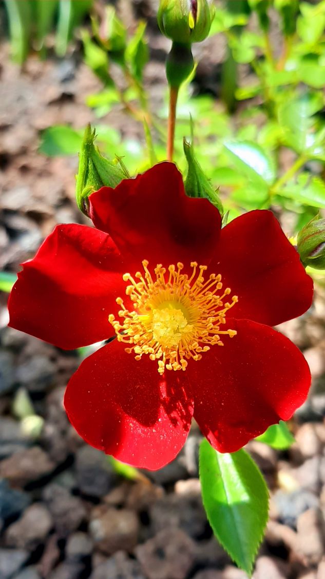 Bodendecker-Rose 'Bienenweide ® Rot' - Rosa 'Bienenweide ® Rot'