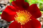 Bodendecker-Rose 'Bienenweide ® Rot' - Rosa 'Bienenweide ® Rot'