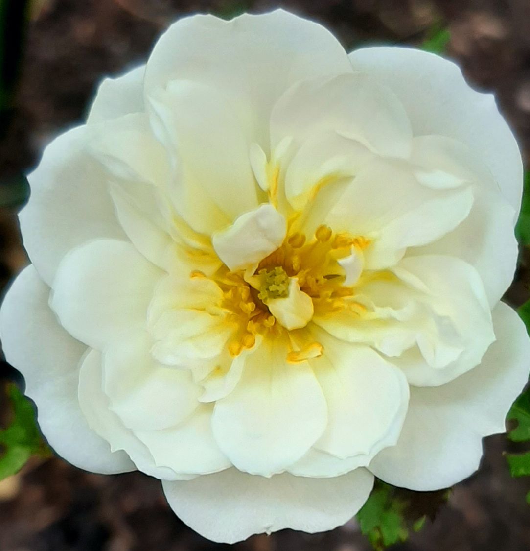 Bodendecker-Rose 'Bienenweide ® Weiß' - Rosa 'Bienenweide ® Weiß'