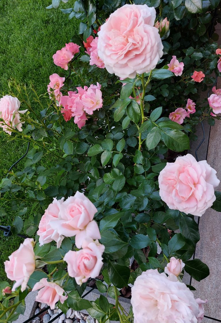 Beetrose 'Cremosa' ® - Rosa 'Cremosa' ® ADR-Rose