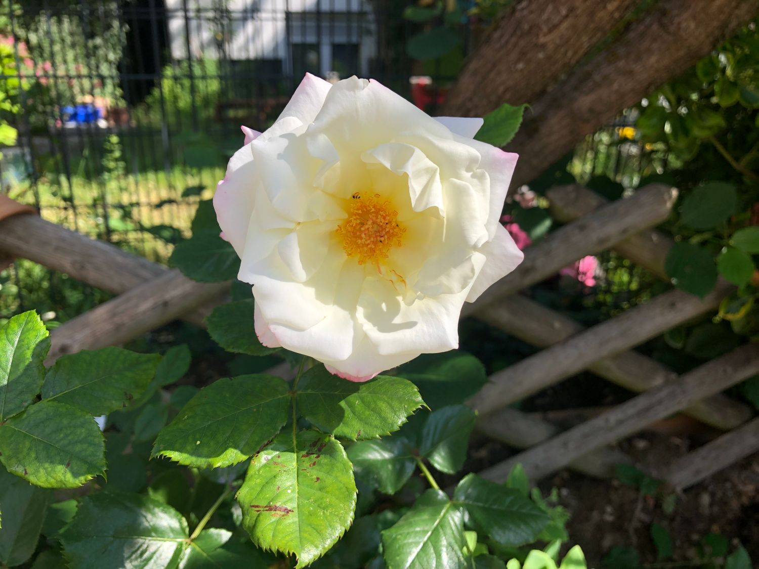 Beetrose 'Eisprinzessin' ® - Rosa 'Eisprinzessin' ®