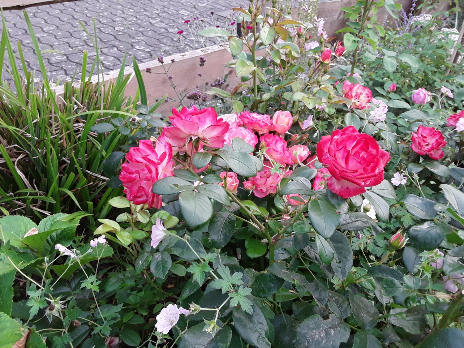 Beetrose 'Enjoy' ® - Rosa 'Enjoy' ® ADR-Rose