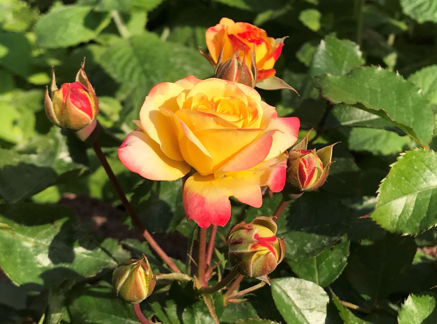 Beetrose 'Firebird' ® - Rosa 'Firebird' ®