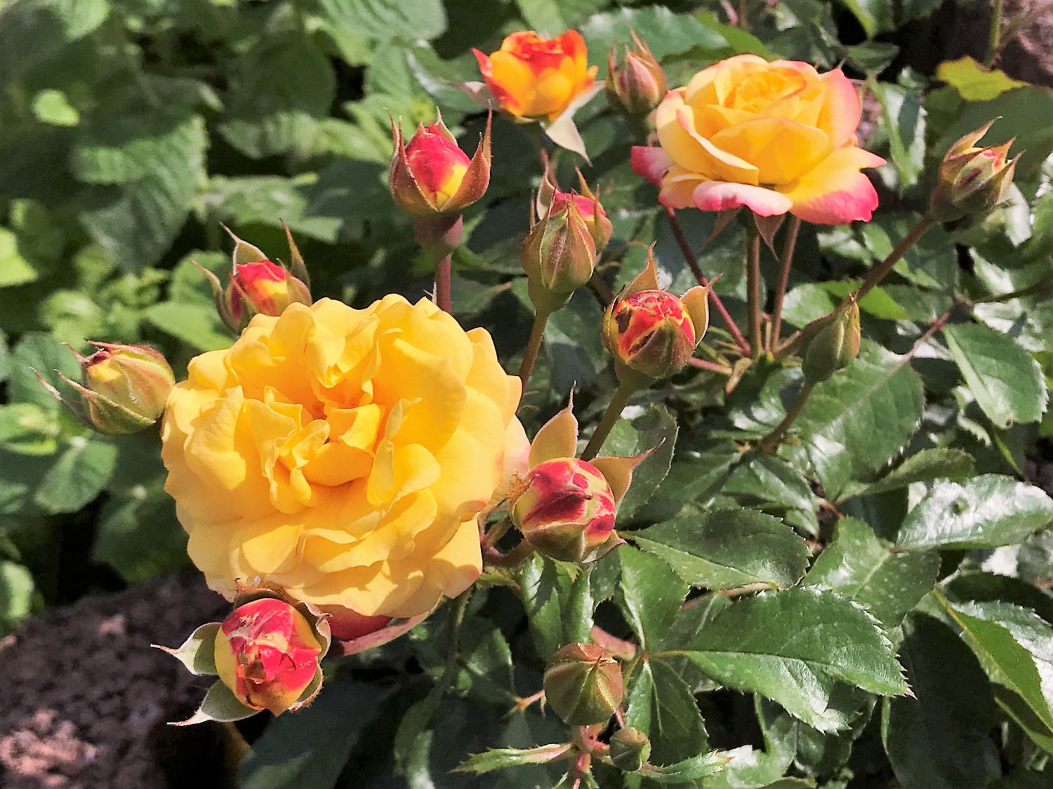 Beetrose 'Firebird' ® - Rosa 'Firebird' ®