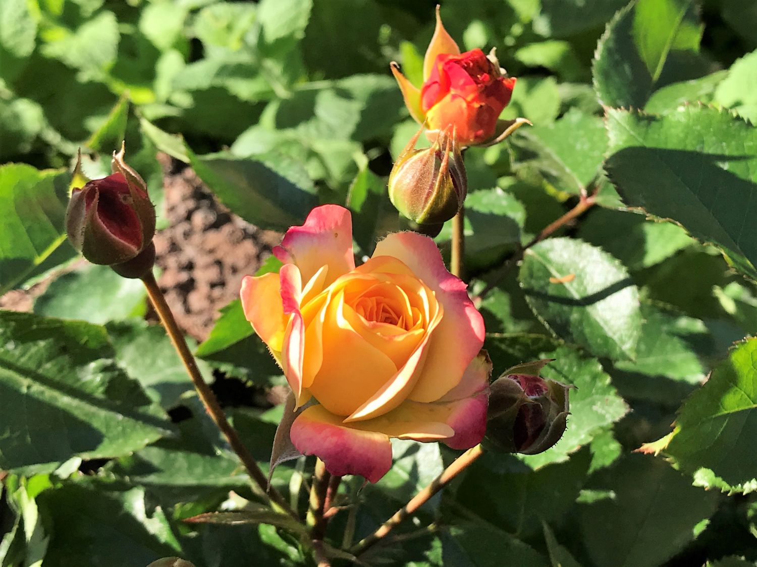 Beetrose 'Firebird' ® - Rosa 'Firebird' ®