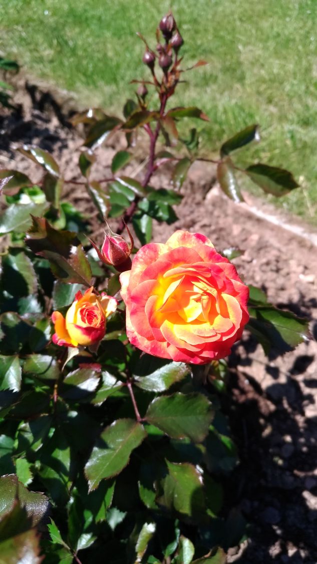 Beetrose 'Firebird' ® - Rosa 'Firebird' ®