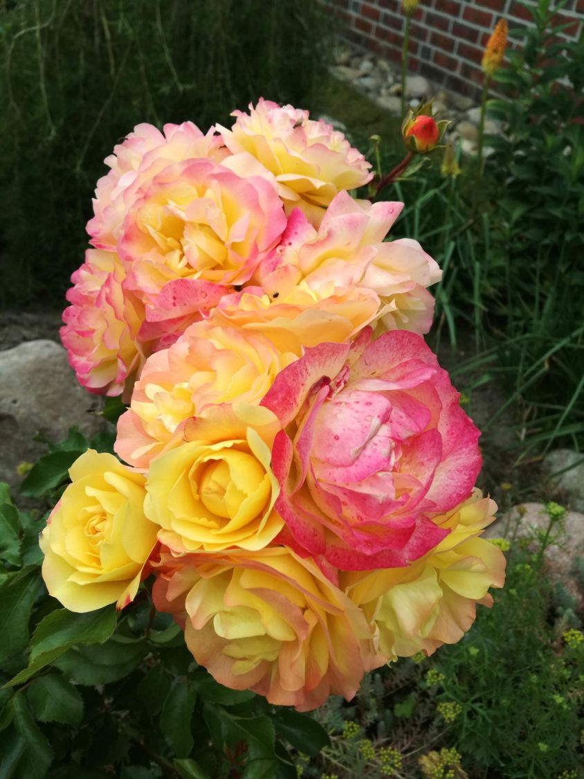 Beetrose 'Lampion' ® - Rosa 'Lampion' ®