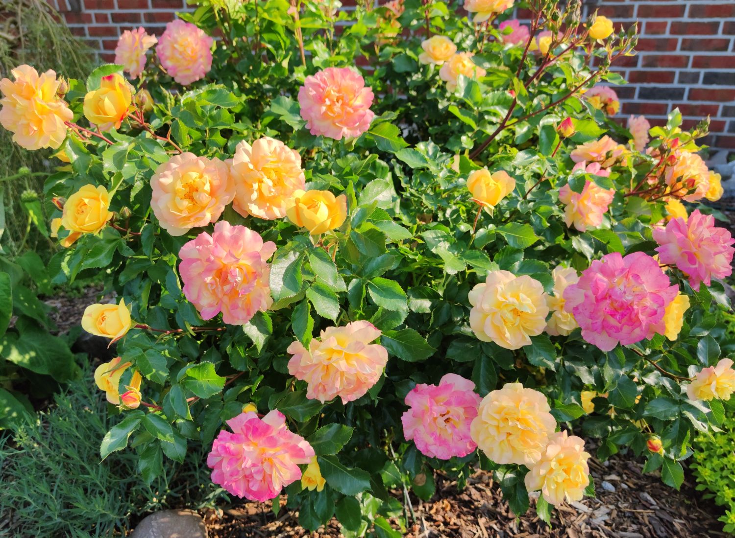 Beetrose 'Lampion' ® - Rosa 'Lampion' ®