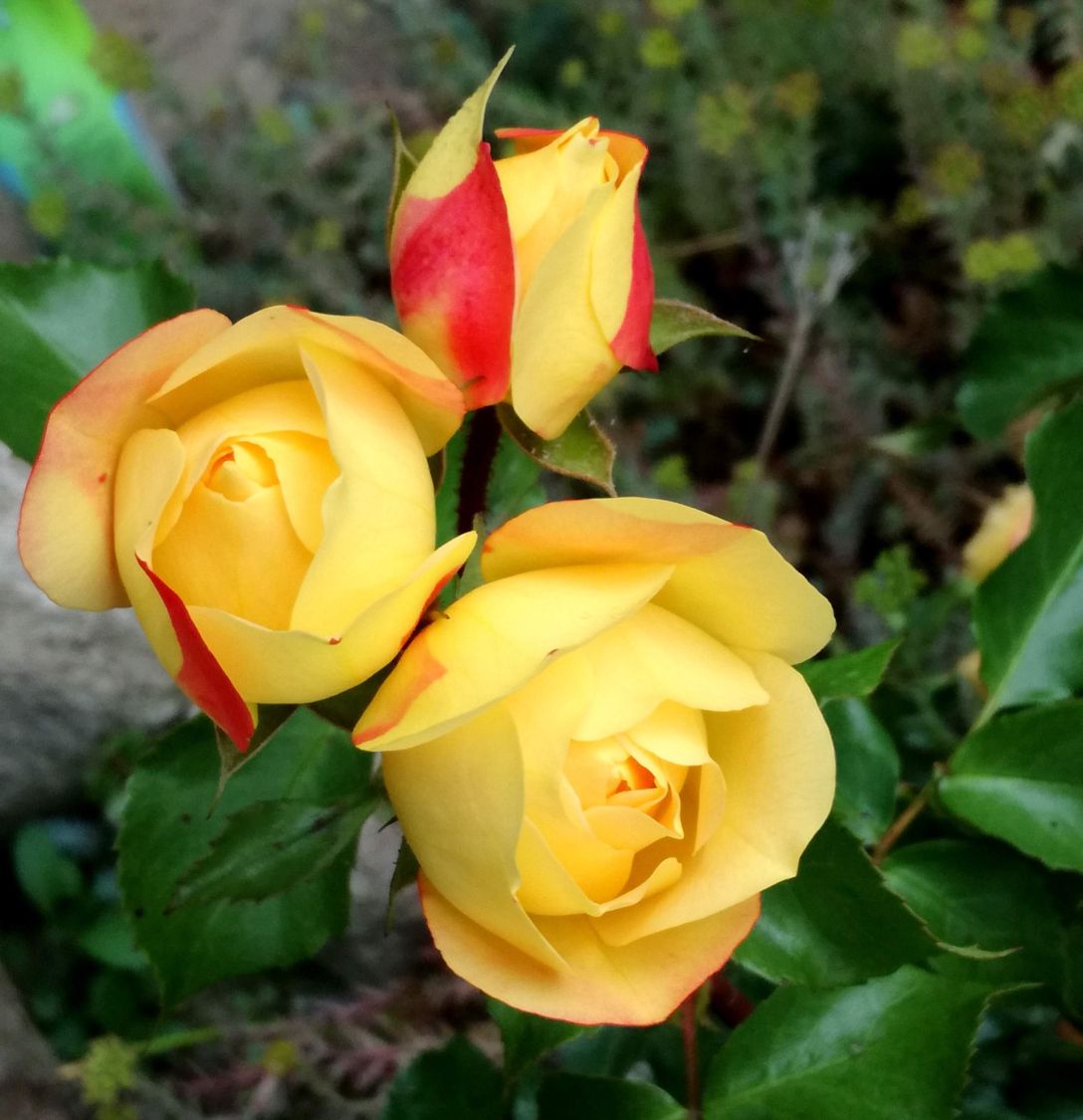 Beetrose 'Lampion' ® - Rosa 'Lampion' ®