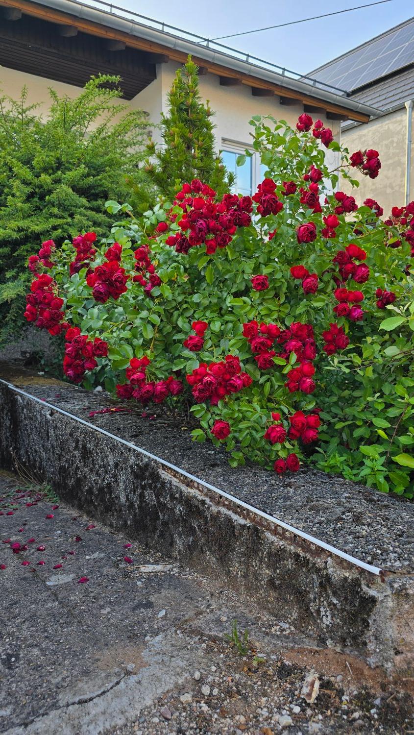 Beetrose 'Manora' ® - Rosa 'Manora' ®