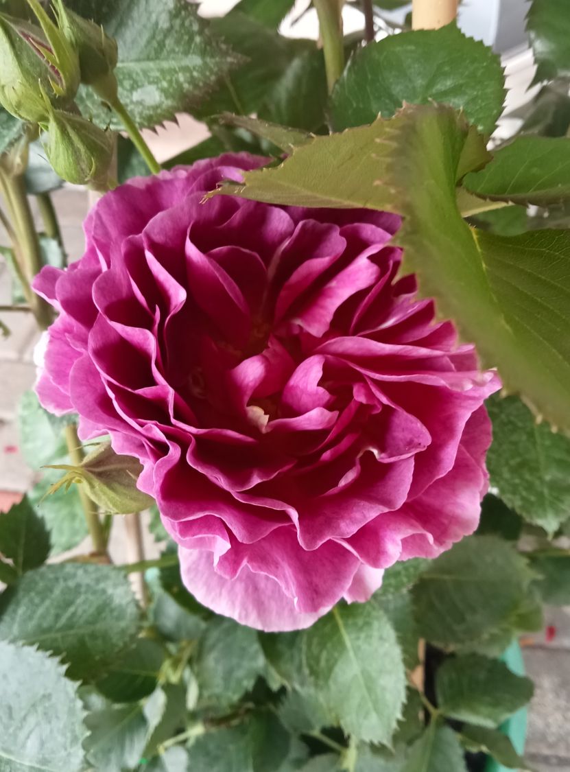 Beetrose 'Minerva' ® - Rosa 'Minerva' ®