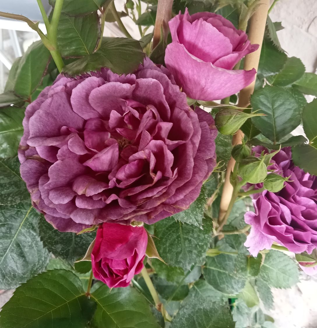 Beetrose 'Minerva' ® - Rosa 'Minerva' ®