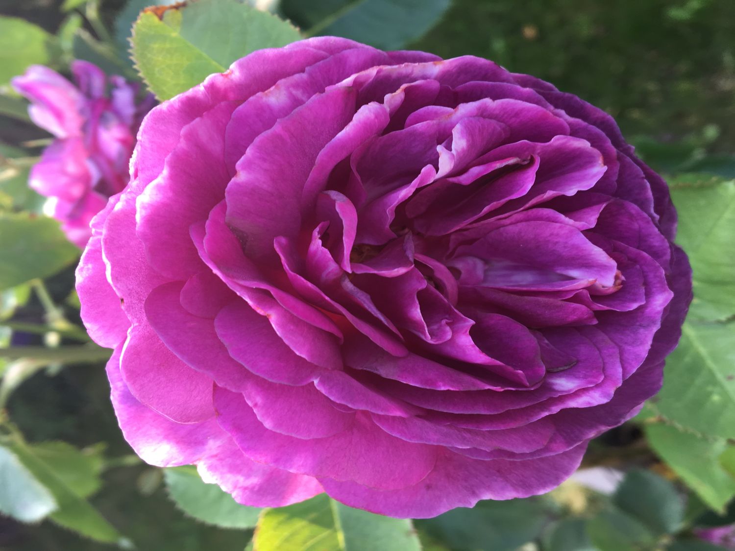 Beetrose 'Minerva' ® - Rosa 'Minerva' ®